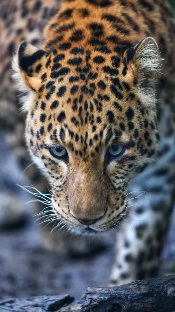 Close Up of Leopard Looking Down with Calm Focus and Grace