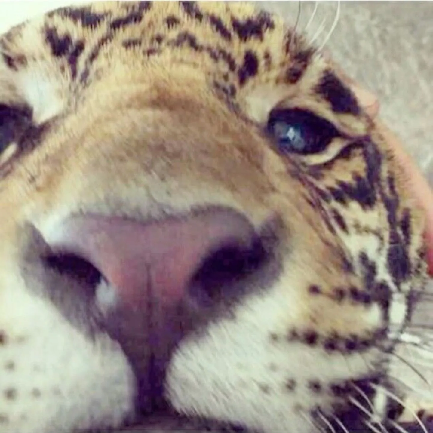 Close Up of Leopard Nose with Soft Whiskers and Curious Eyes