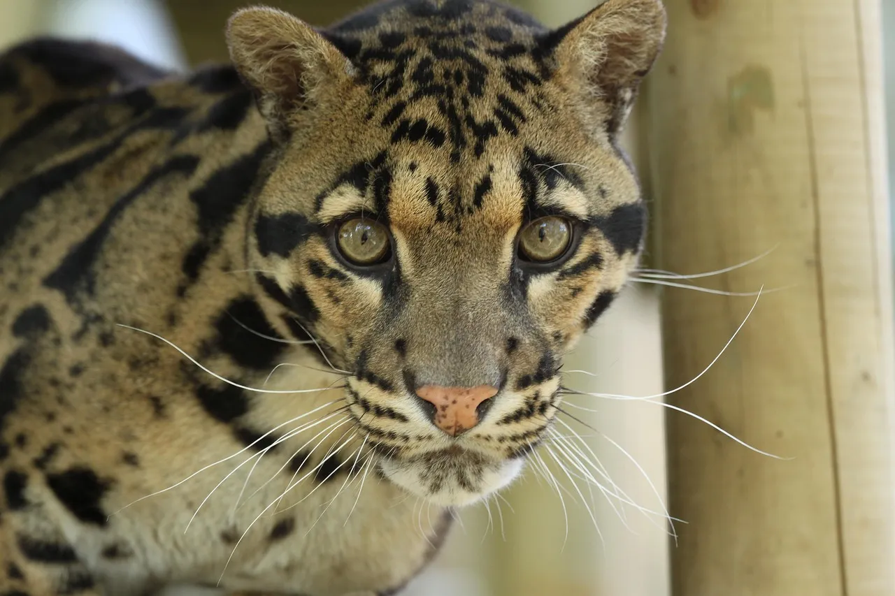 Close Up of Leopard Peeking from Bamboo Natural Habitat