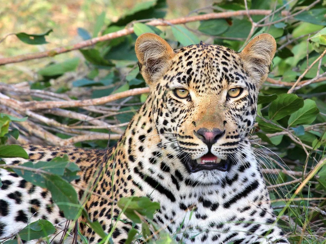 Close Up of Leopard Resting with an Alert Expression