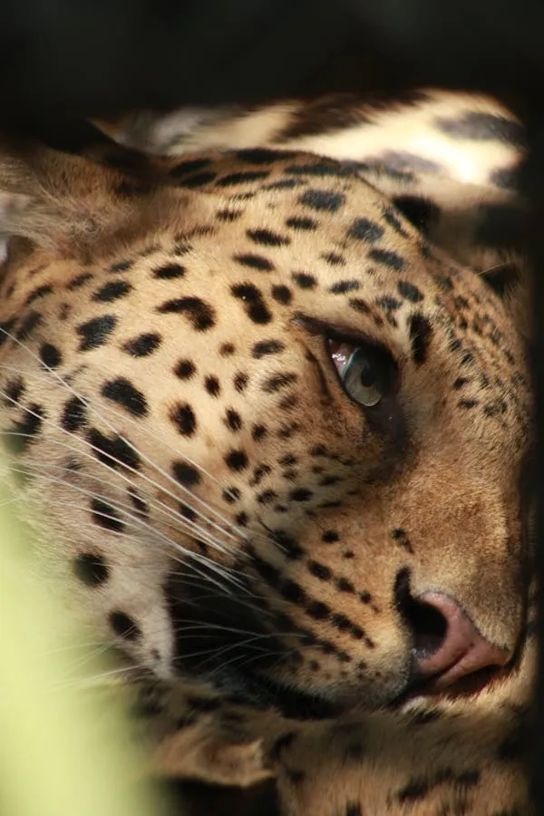 Close Up of Leopard Sleeping Peacefully Wildlife Wallpaper