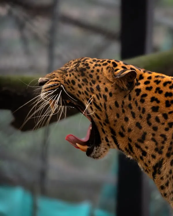Close Up of Leopard Yawning Inside Zoo Wildlife Habitat