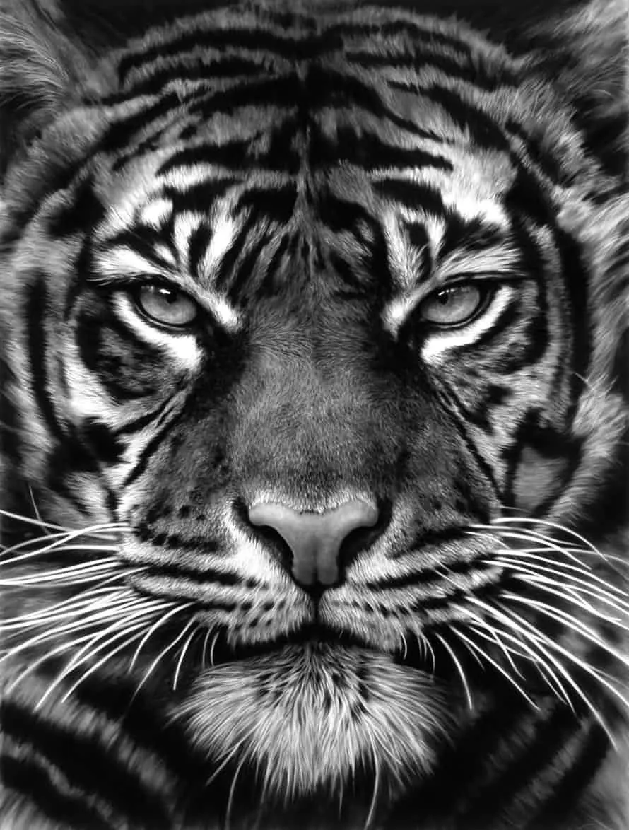 Close Up Look Of Tiger In Black And White Wild Animal Image