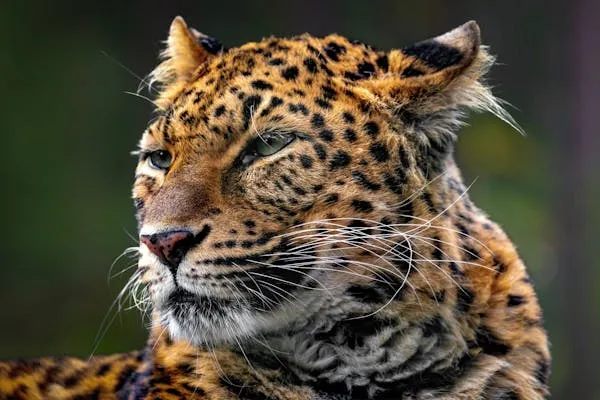 Close Up Portrait of Leopard in the Warm Golden Sunlight