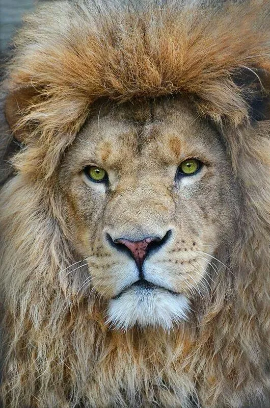 Close Up Portrait of a Majestic Lion Intense Gaze Wallpaper
