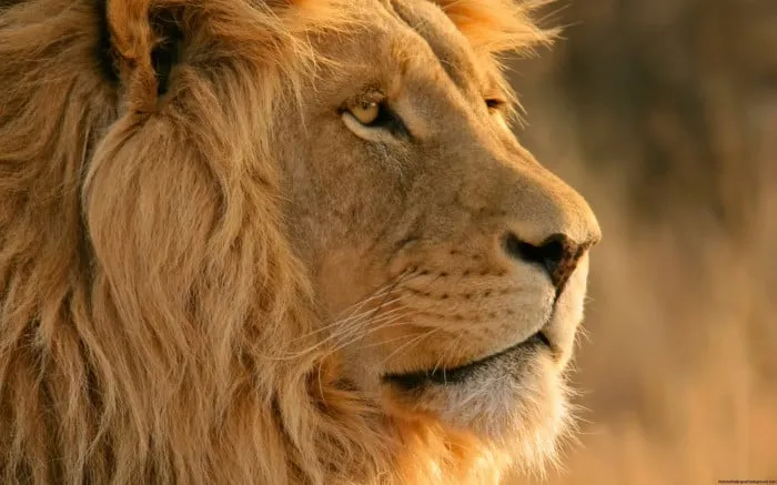 Close Up Portrait of a Majestic Male Lion HD Wallpaper