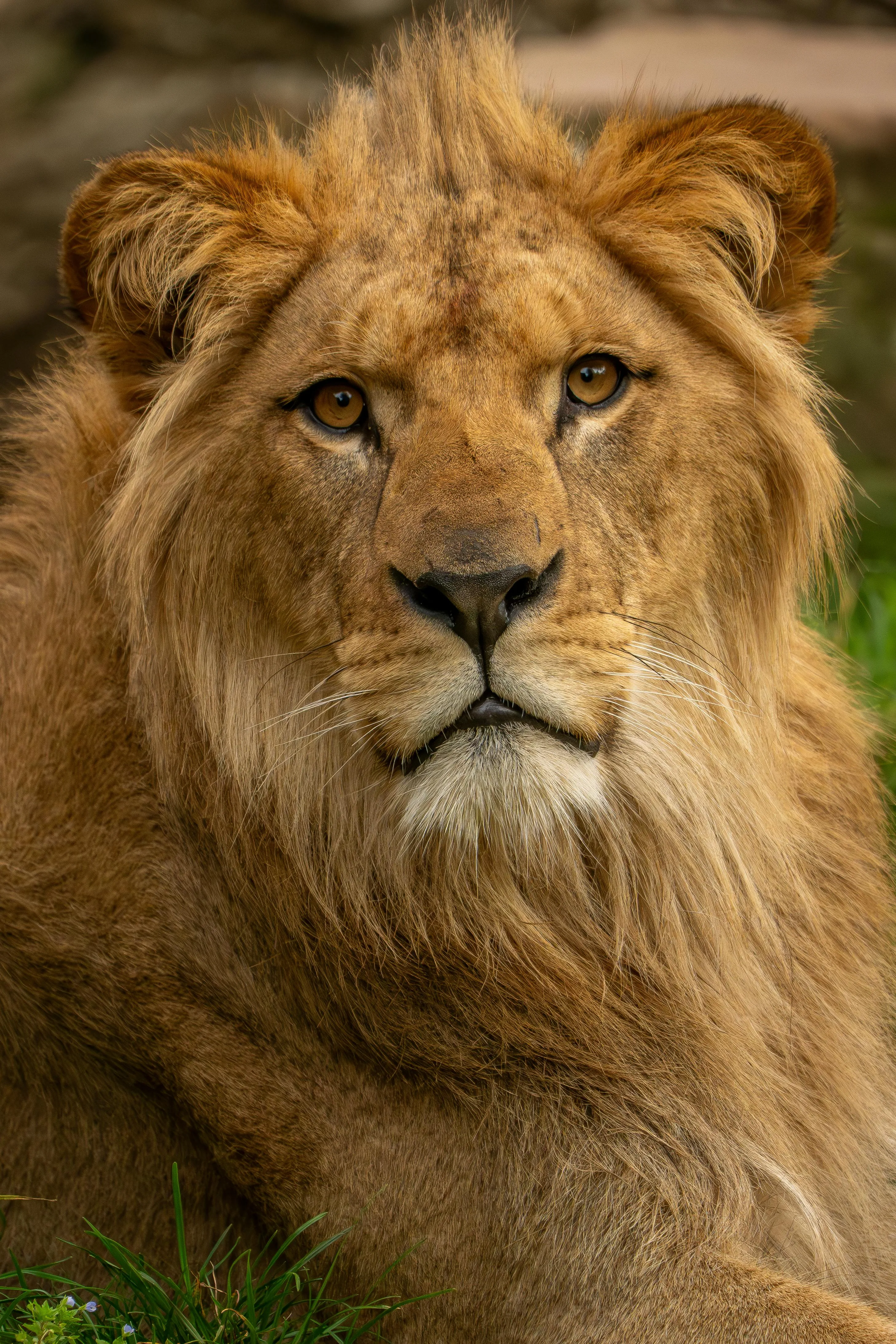 Close Up Portrait of a Relaxed Male Lion Free Wallpaper