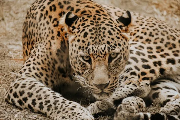 Close Up of Sleepy Leopard Resting its Head on its Paws