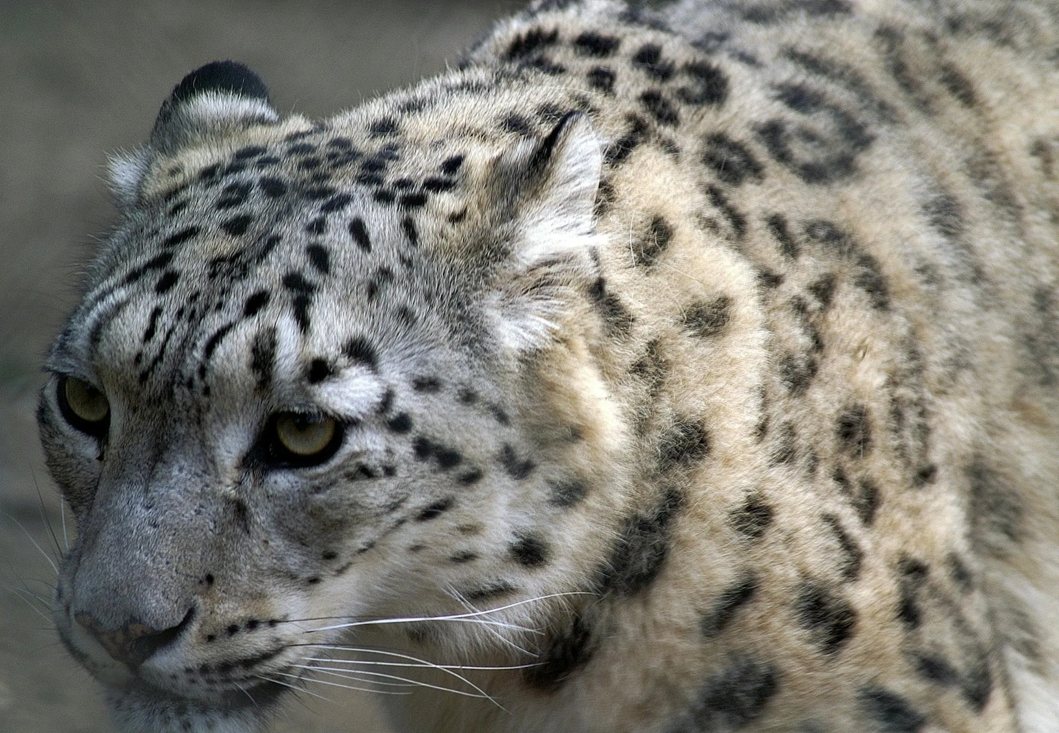Close Up of Snow Leopard with an Intense Gaze HD Wallpaper