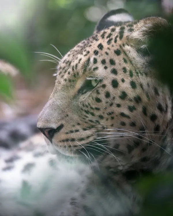 Close Up of Young Leopard Resting in the Green Forest