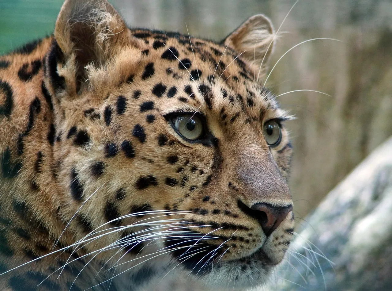 Close View of Fearless Leopard in the Forest HD Wallpaper