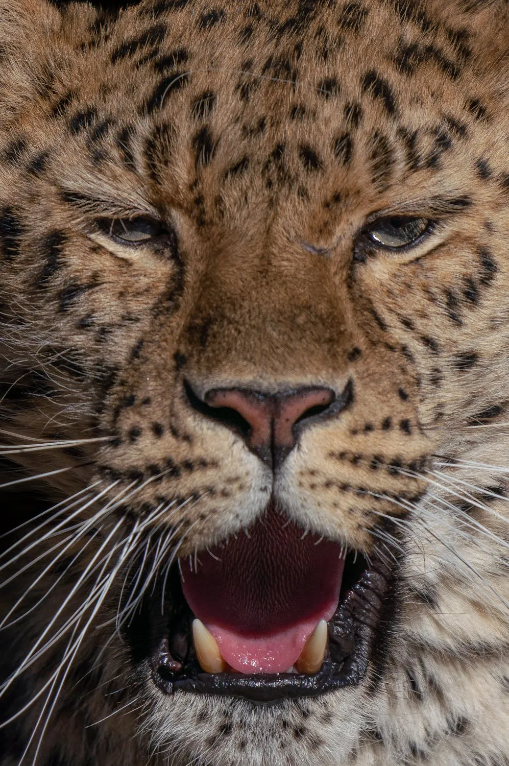Close View of Leopard Face with Deep Focus Portrait Image