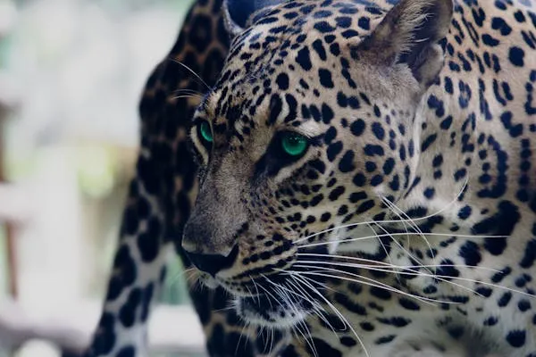 Close View of Leopard Face Showing Intense Green Eyes