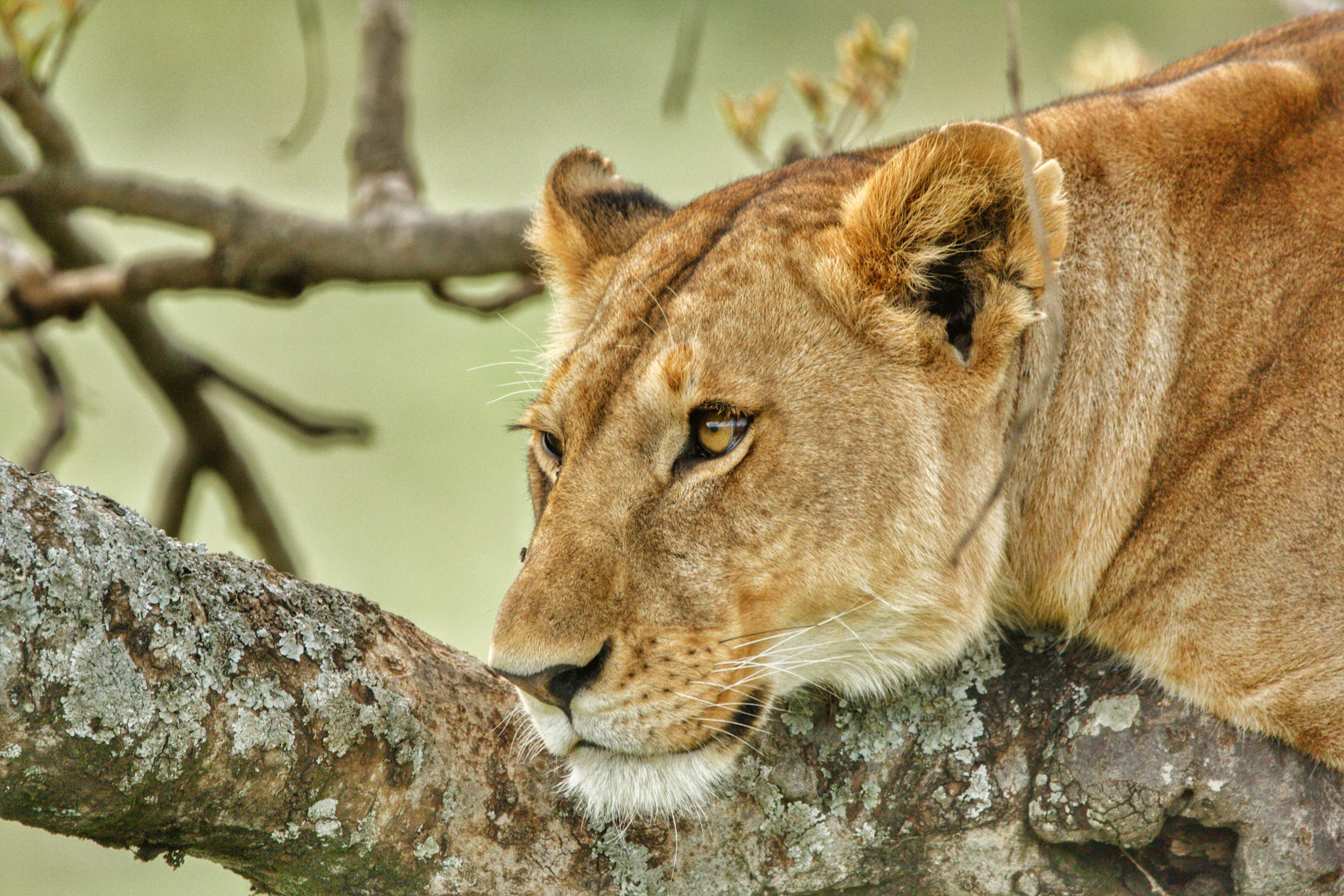 Closer Look of Lioness Lying on a Tree Branch Free Wallpaper