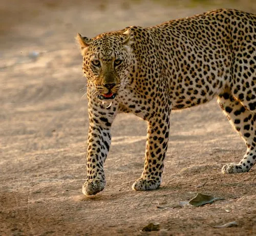 Confident Leopard Walking Alone on Dusty Jungle Path