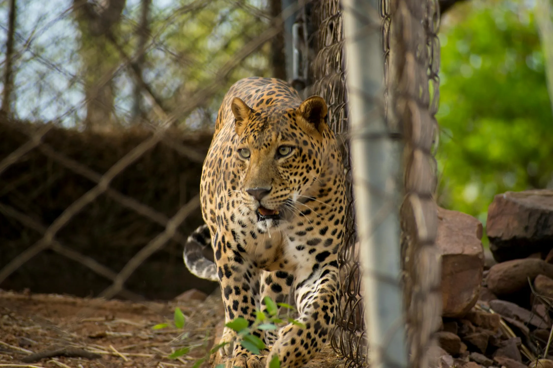 Curious Leopard Walking Near Rocky Path in Zoo HD Wallpaper