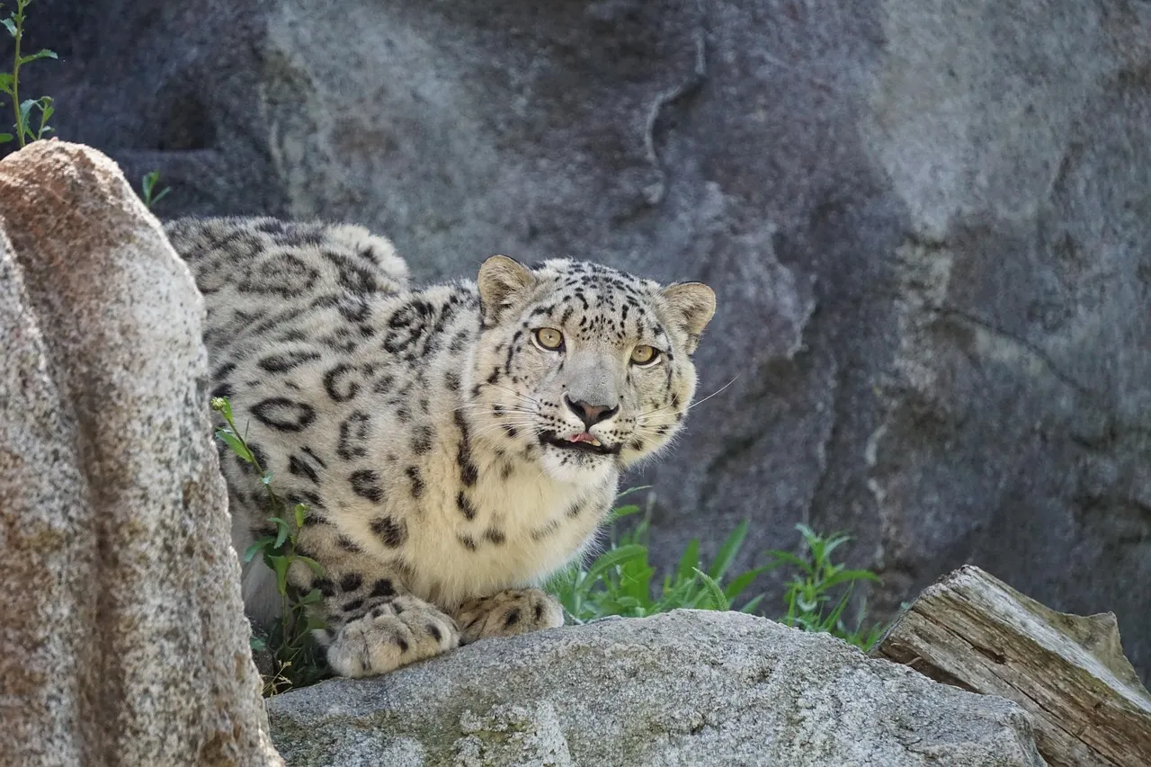 Curious Snow Leopard Resting on Rock Wildlife Wallpaper