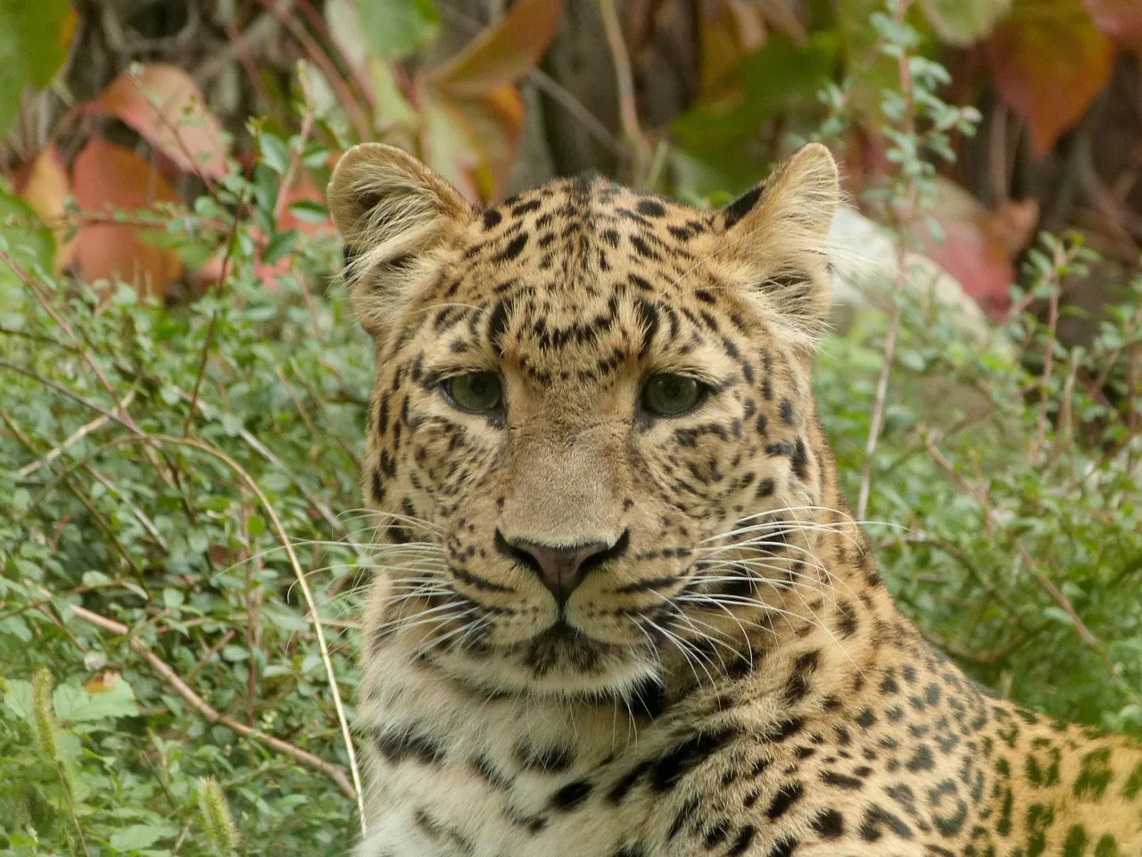 Cute Cat Leopard Looking Carefully at the Grass Wallpaper