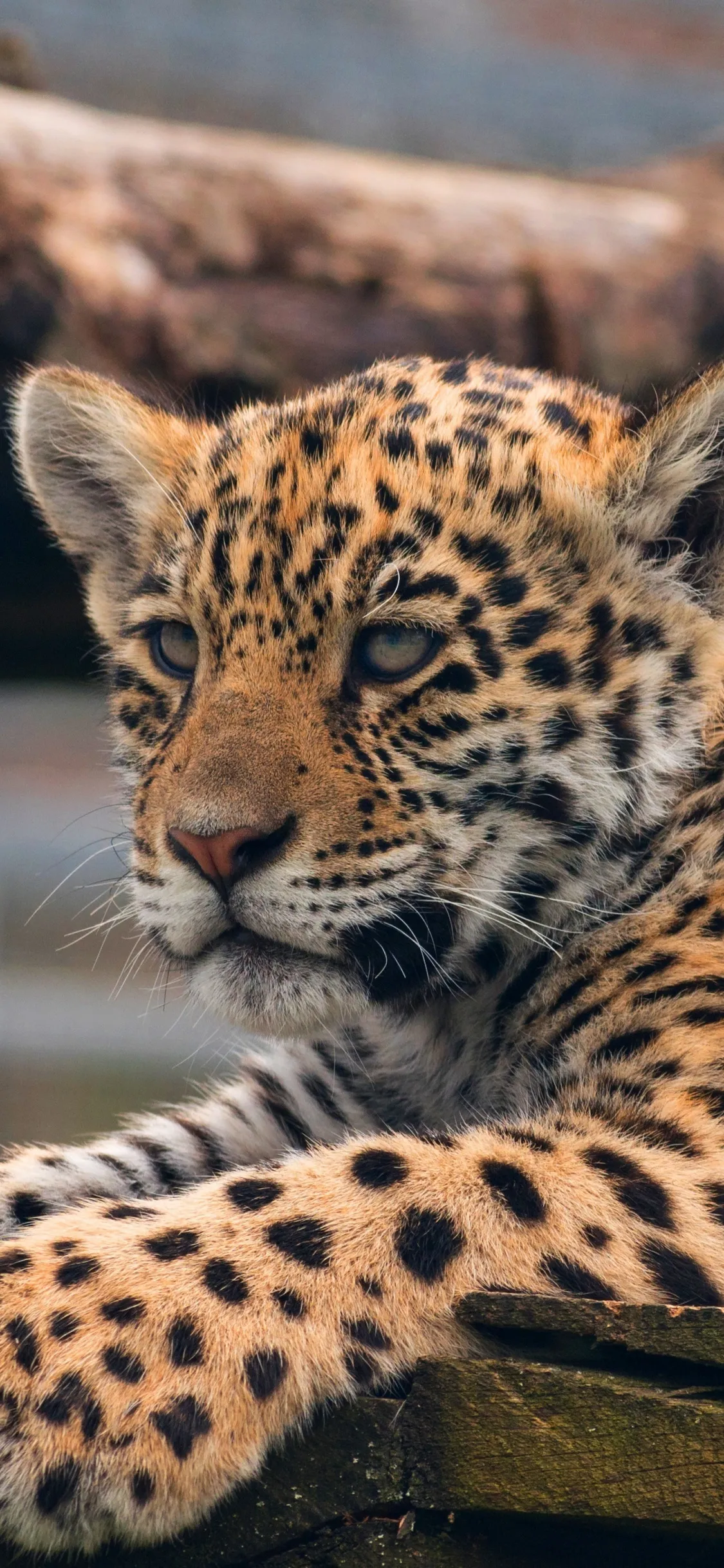 Cute Face Close Up View of Leopard Cub Natural Habitat