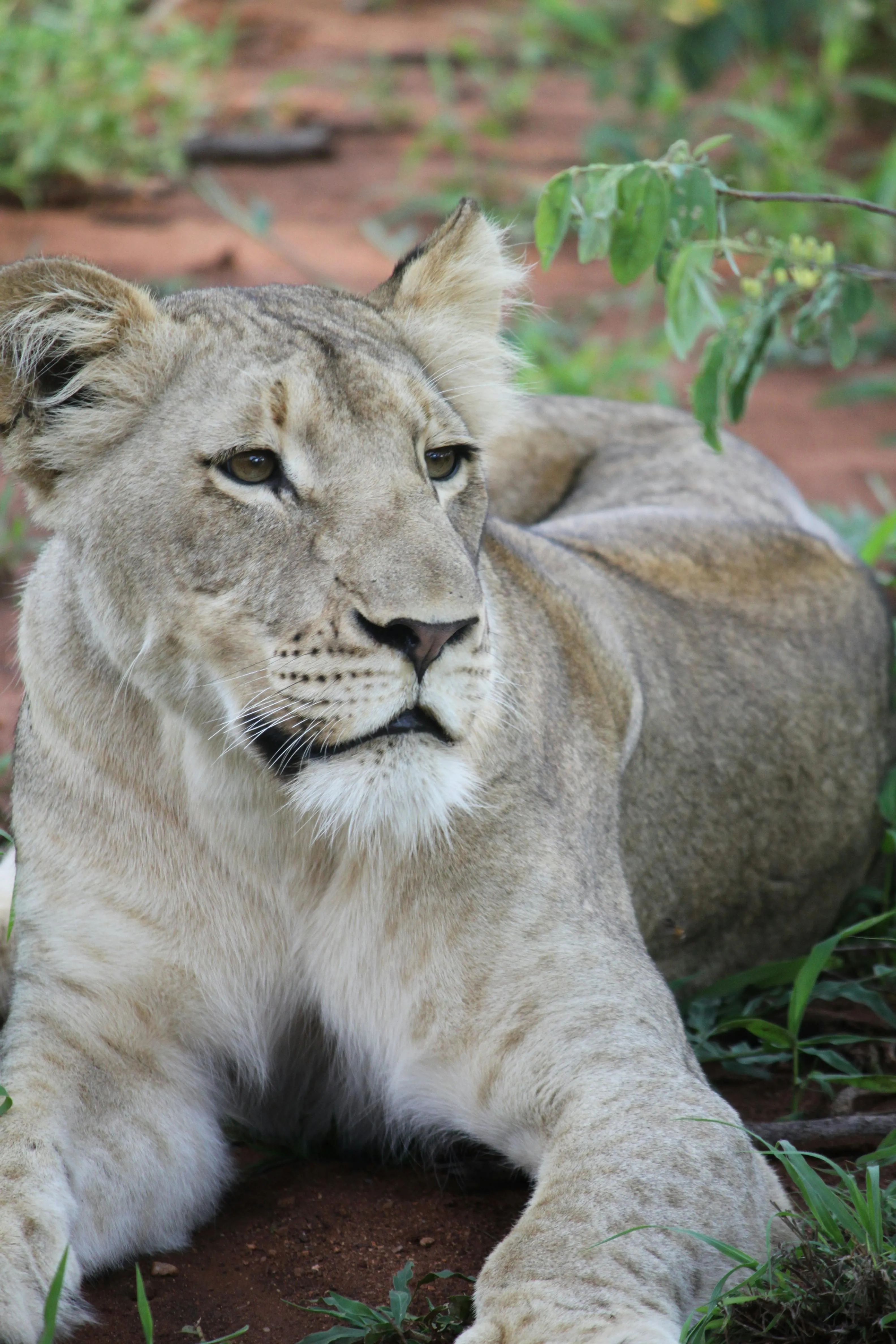 Cute Image of Lioness Sitting in the Forest Peacefully