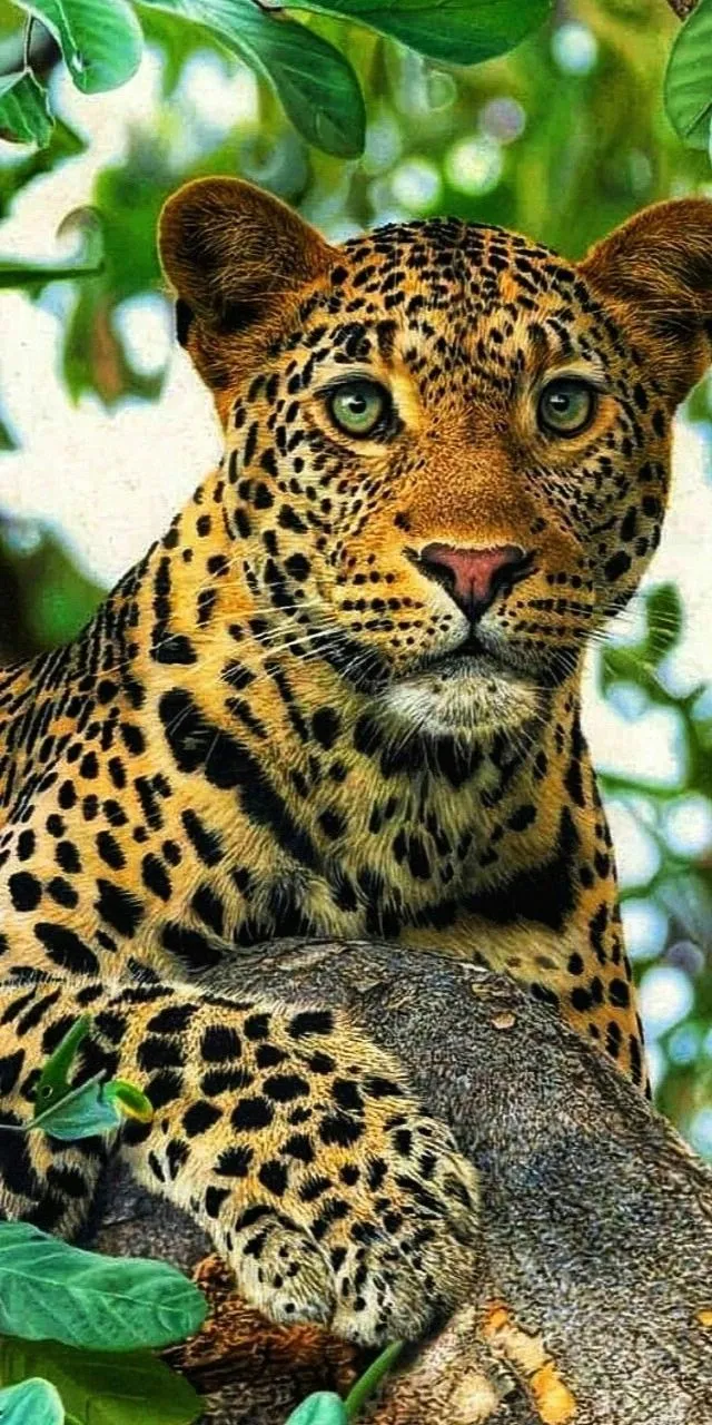 Cute Leopard Cub Sitting in Tree Branch Free Wallpaper