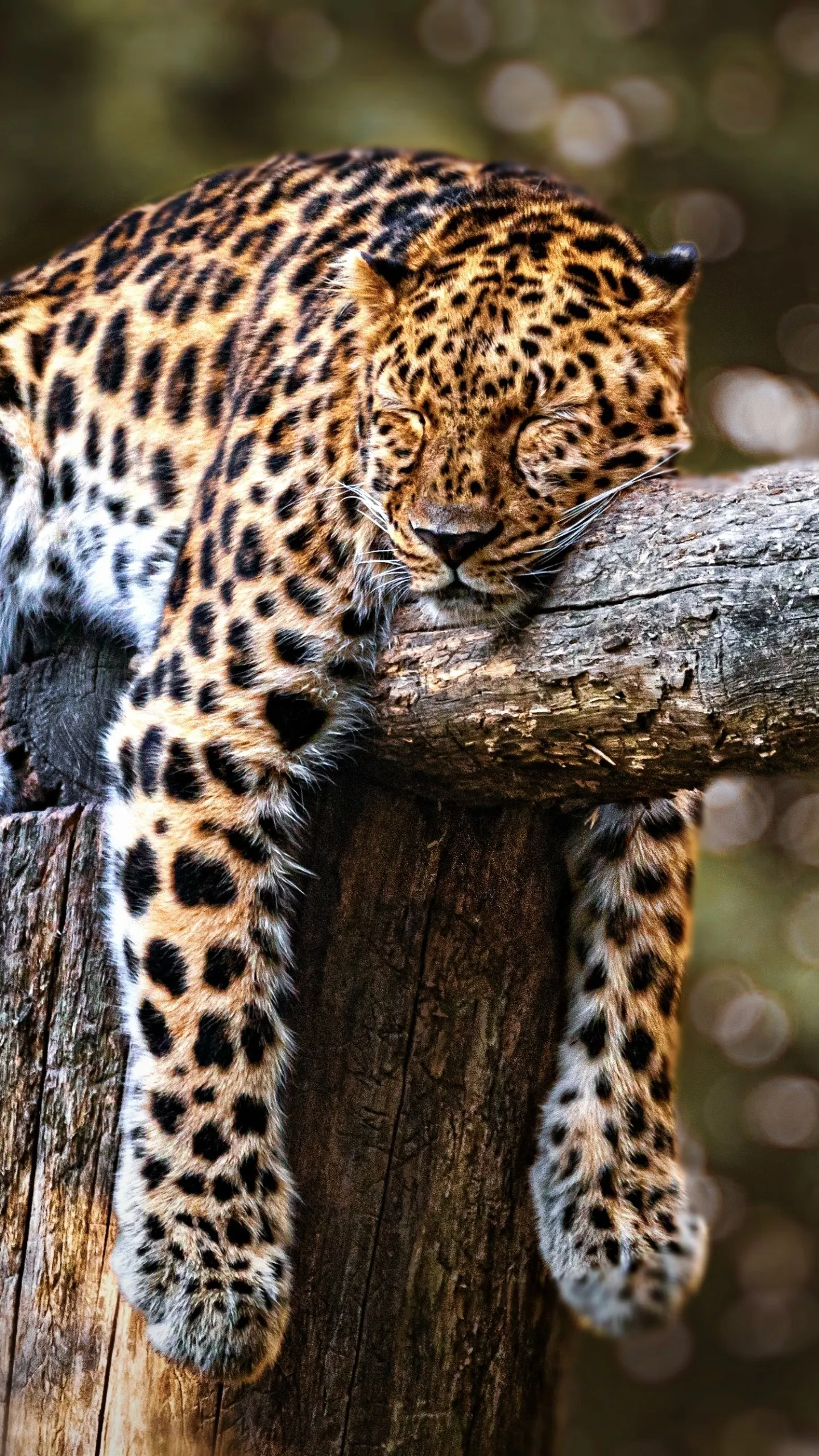 Cute Wallpaper of Leopard Sleeping on Branch Peacefully