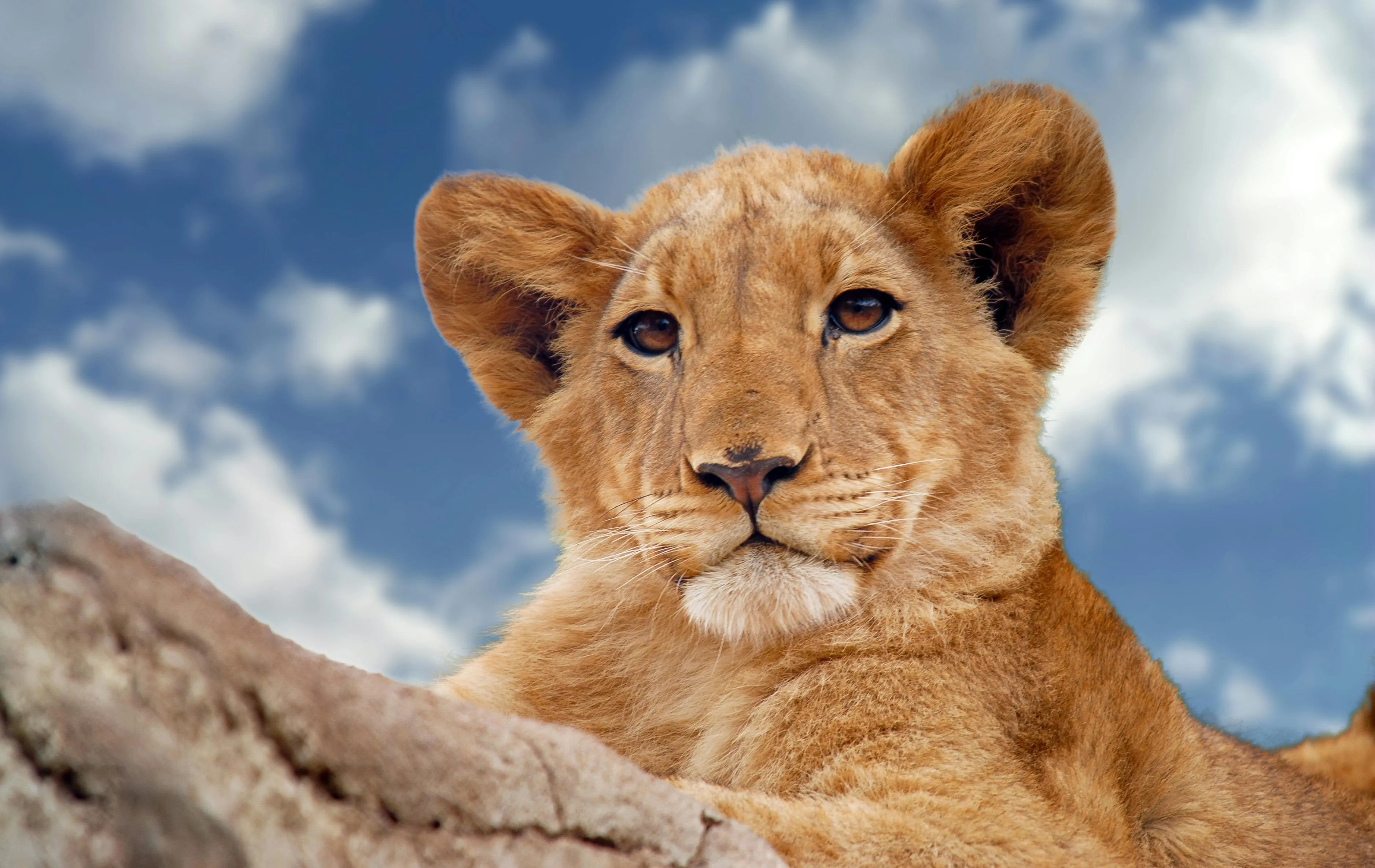 Cute Lion Cub Closer View with Clear Sky Wildlife Wallpaper