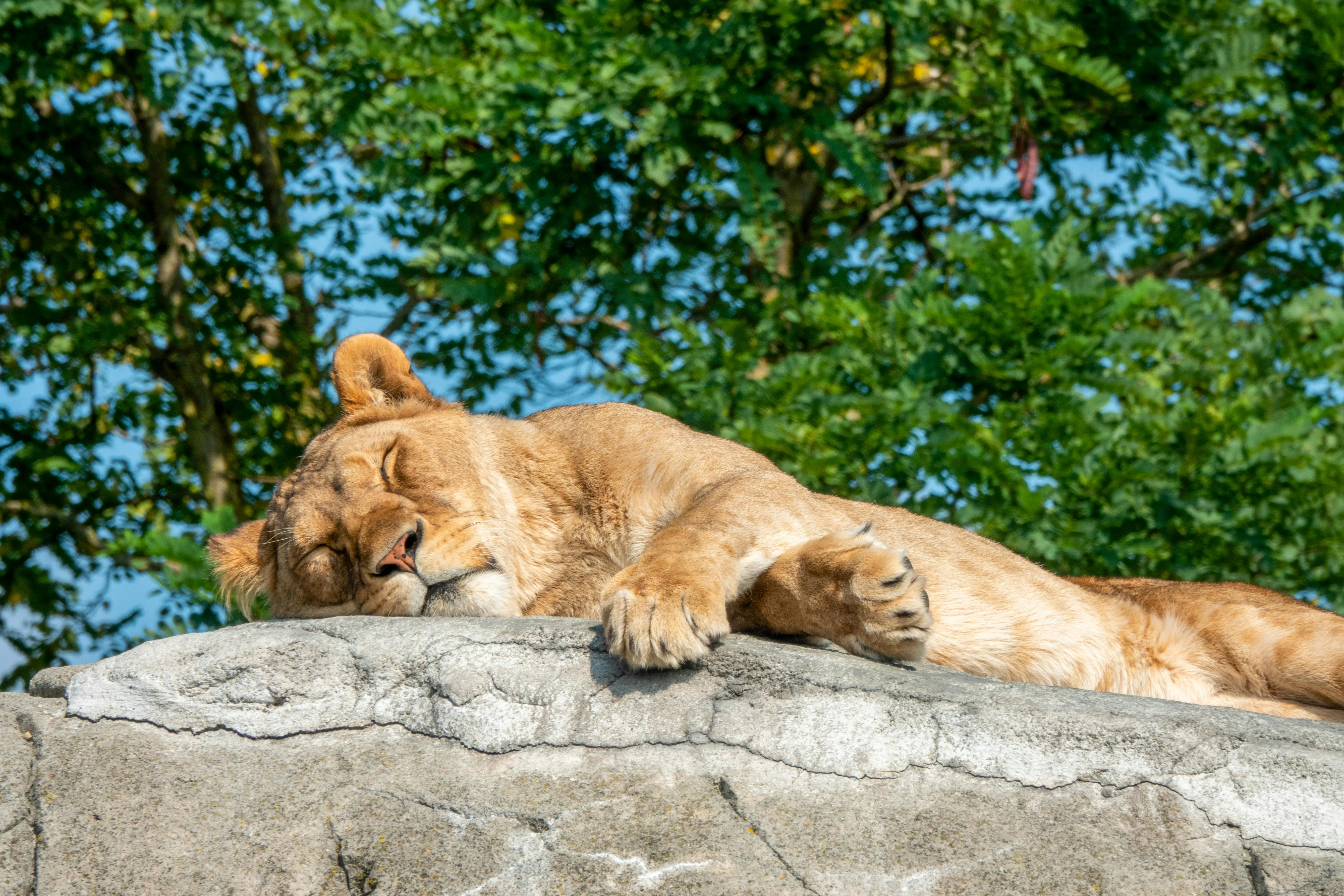 Cute Lioness Sleeping Peacefully on the Rock Free Wallpaper