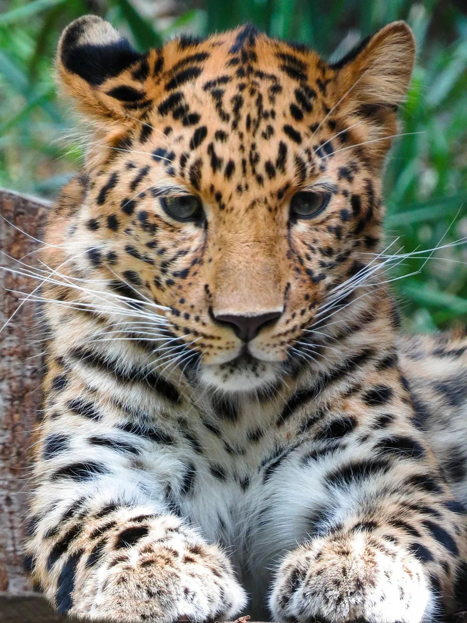 Cute Little Leopard Cub Detailed View with Cute Face Image