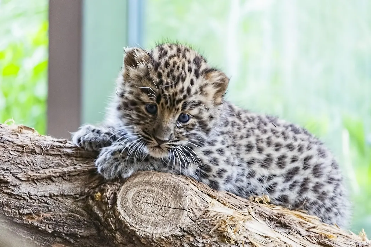 Cute Little Leopard Cub Resting on Log Free HD Wallpaper