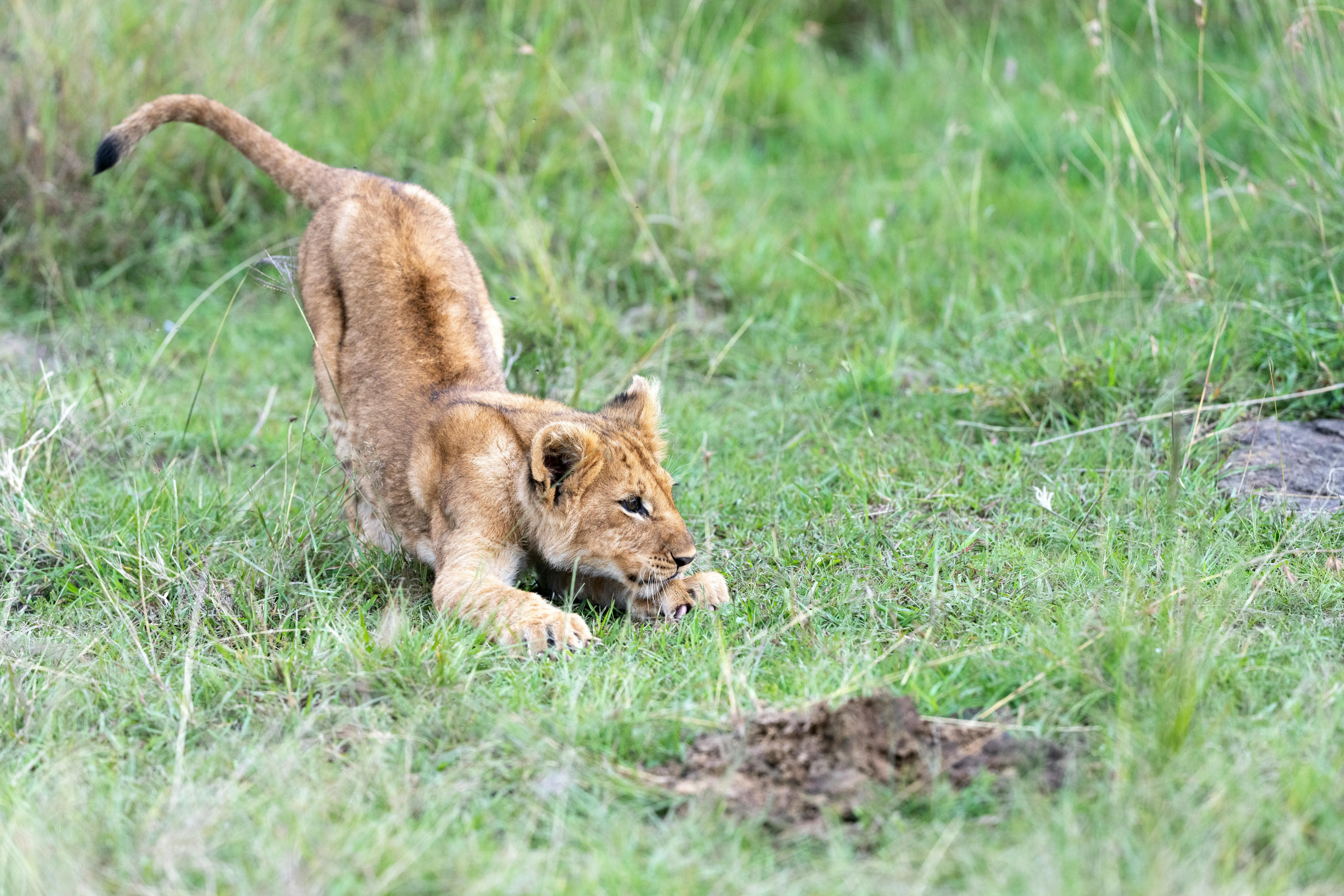 Cute Little Lion Cub Playing Alone in Forest HD Wallpaper