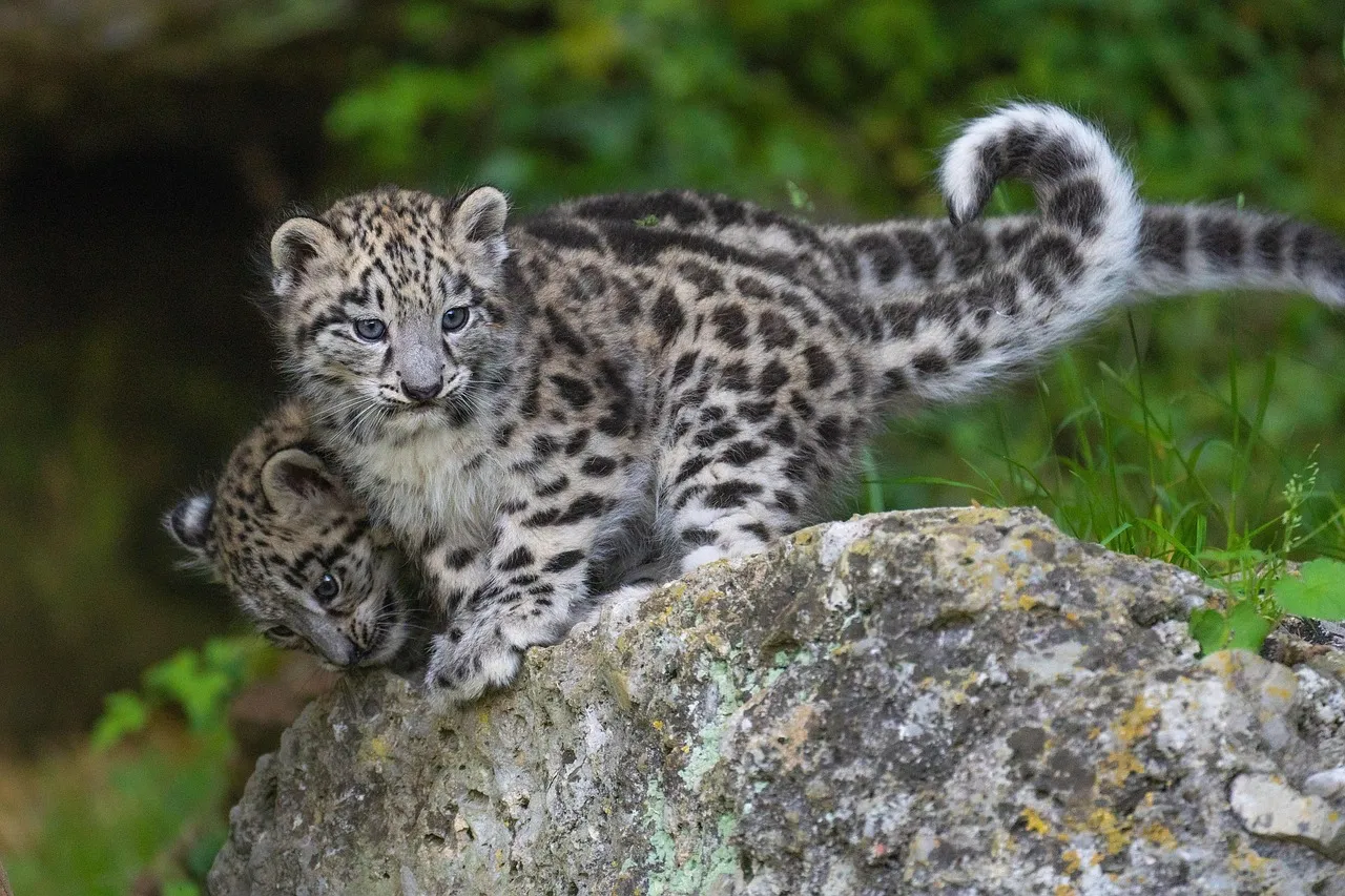 Cute Snow Leopard Cubs Playing in the Rock HD Wallpaper
