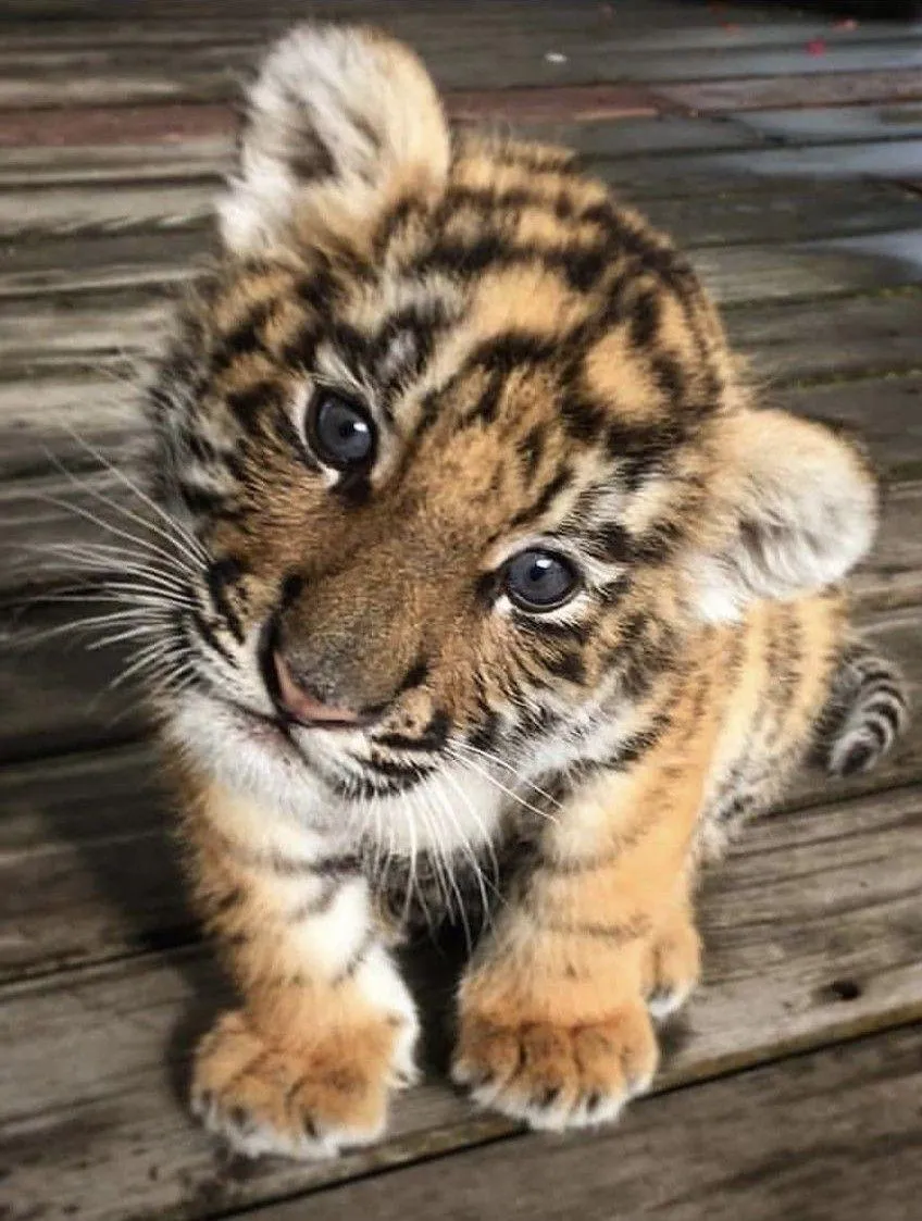 Cute Tiger Cub With Cute Expression Wild Animal Wallpaper