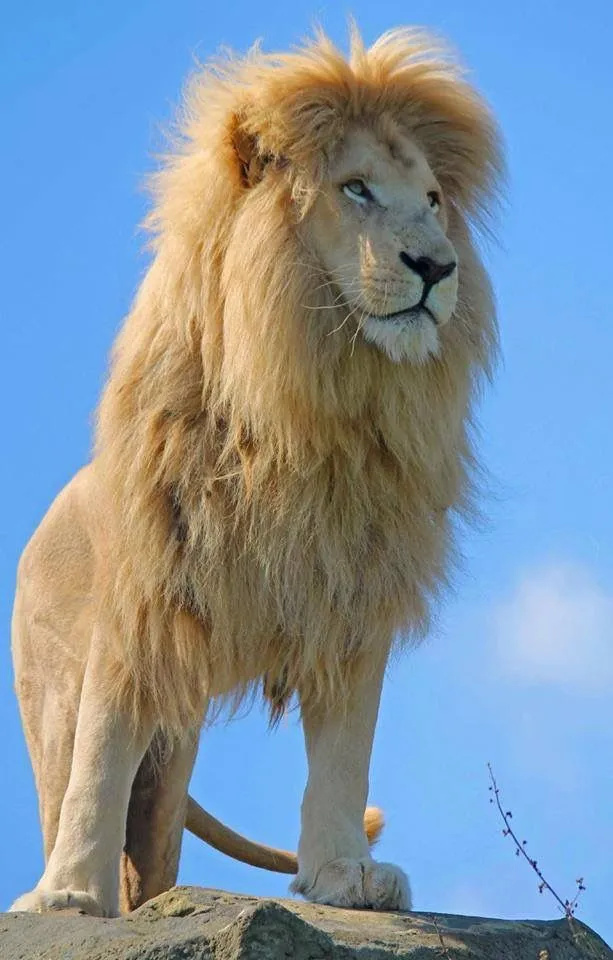 Cute White Lion Standing on the Rock Rare Wildlife Wallpaper