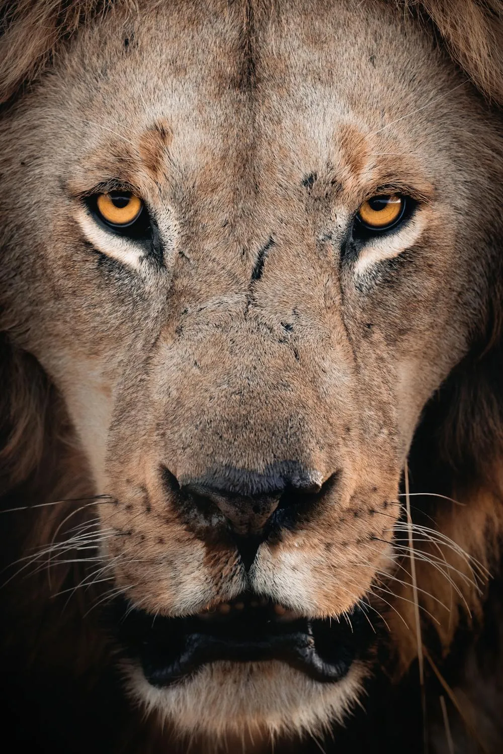 Dangerous Lion Face Close Up Portrait HD Free Wallpaper