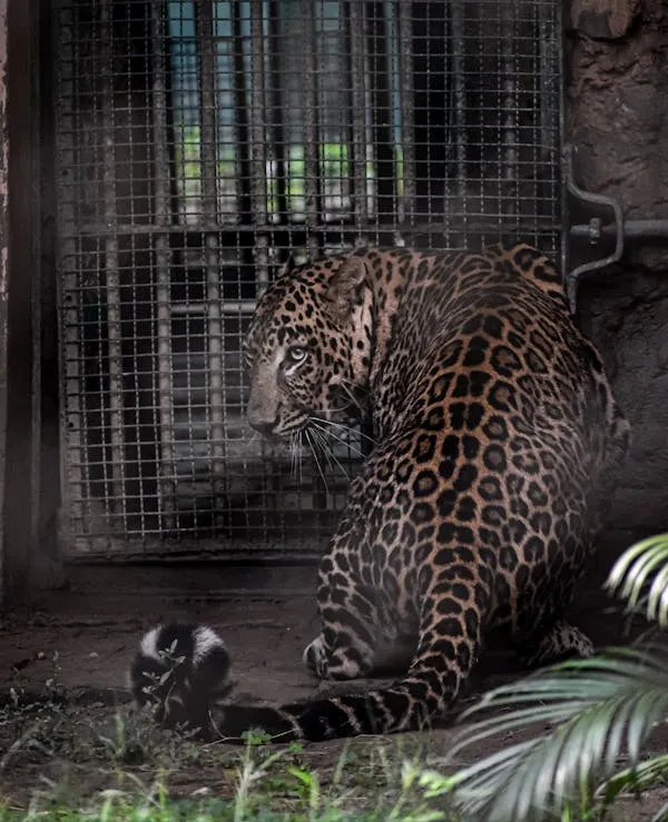 Dark Leopard Resting Inside Cage with Green Plants