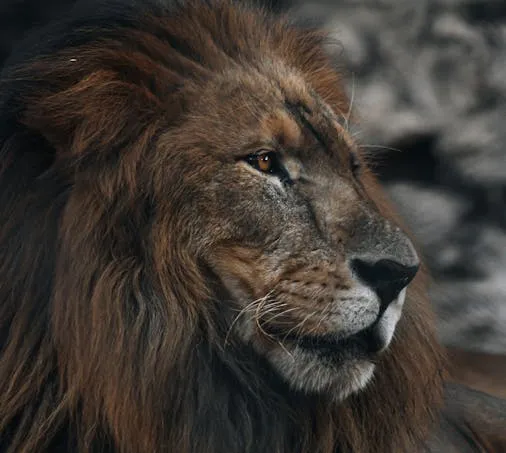 Dark Lion Close Up Portrait in the African Forest Wallpaper