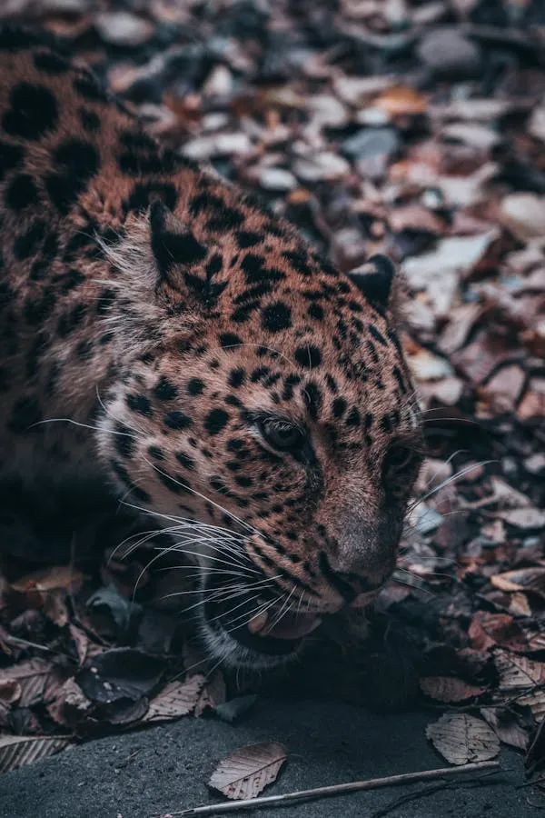Dark Spotted Leopard Roaring in the Forest Natural Habitat