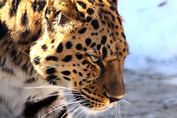 Detailed Close Up of Leopard Face Looking Aggressive