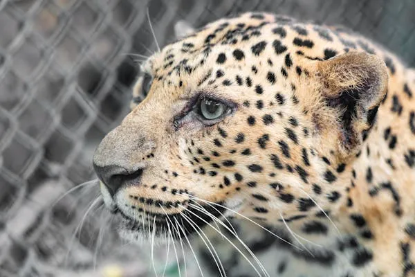 Detailed View of Leopard Face Behind Wire Fence at the Zoo