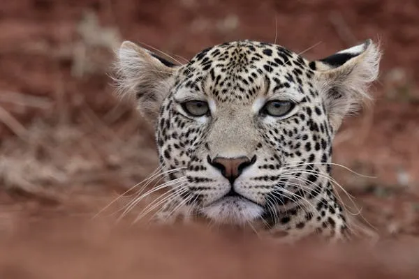 Detailed View of Leopard Lying on Reddish Soil Ground