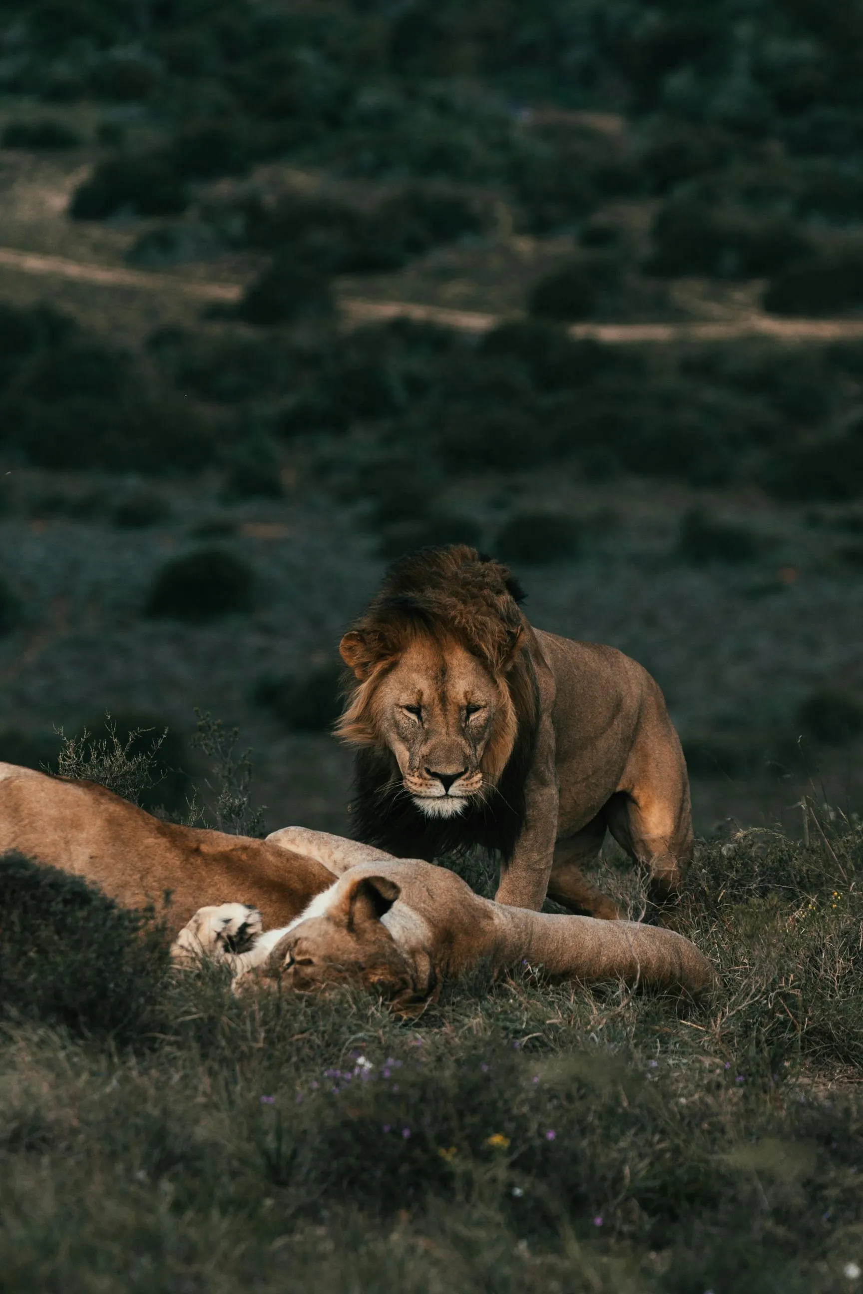 Dominant Male Lion Stands Over Resting Lioness Picture