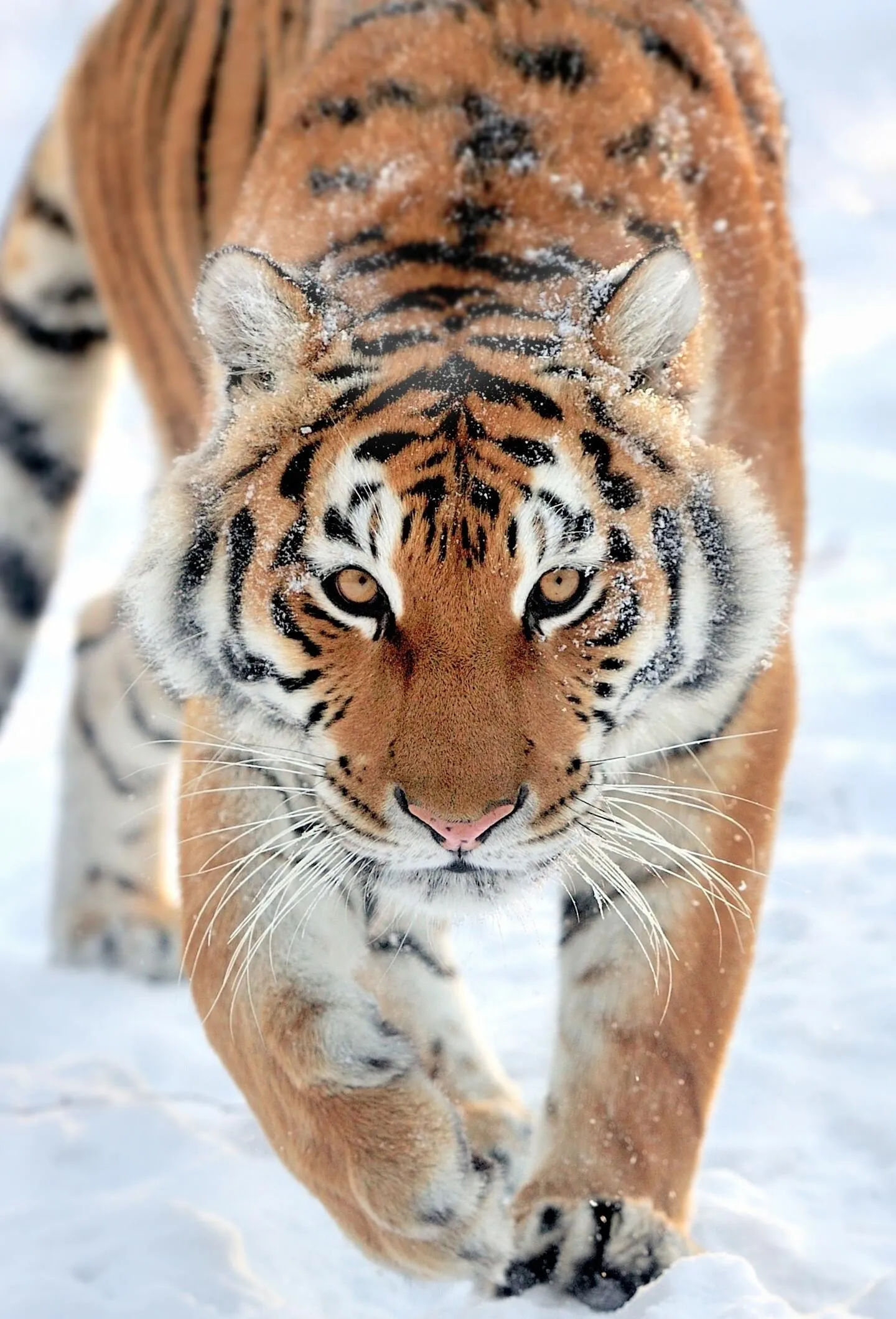 Dominant Tiger And Fearless Predator Wildlife Wallpaper