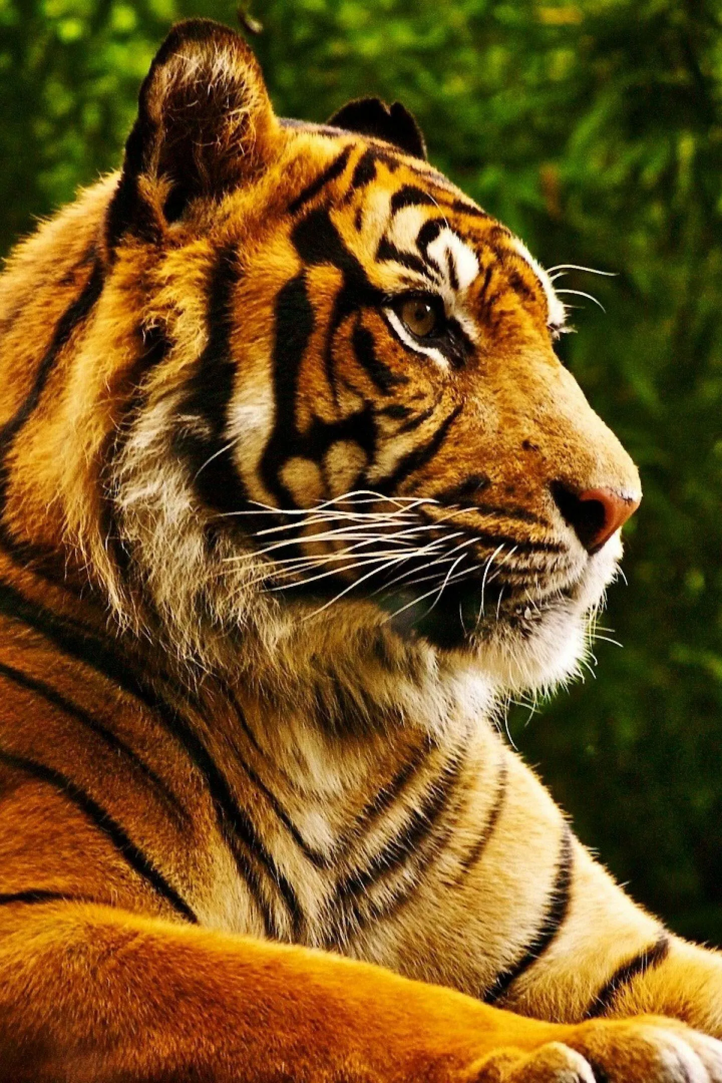 Download The HD Image Of Close Up View Of Tiger HD Wallpaper