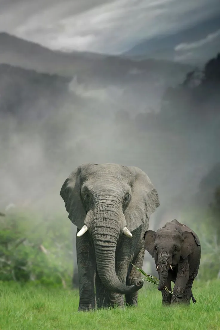A elephant with his calf in a grass land wallpaper free