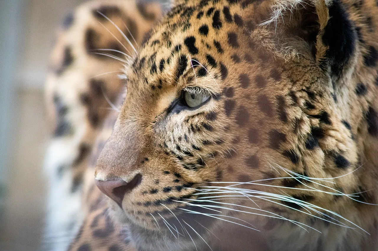 Extreme Close Left View of Leopard Looking Intensely Image
