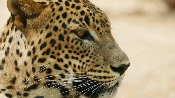 Extreme Close Look of Leopard Looking Right Free Wallpaper