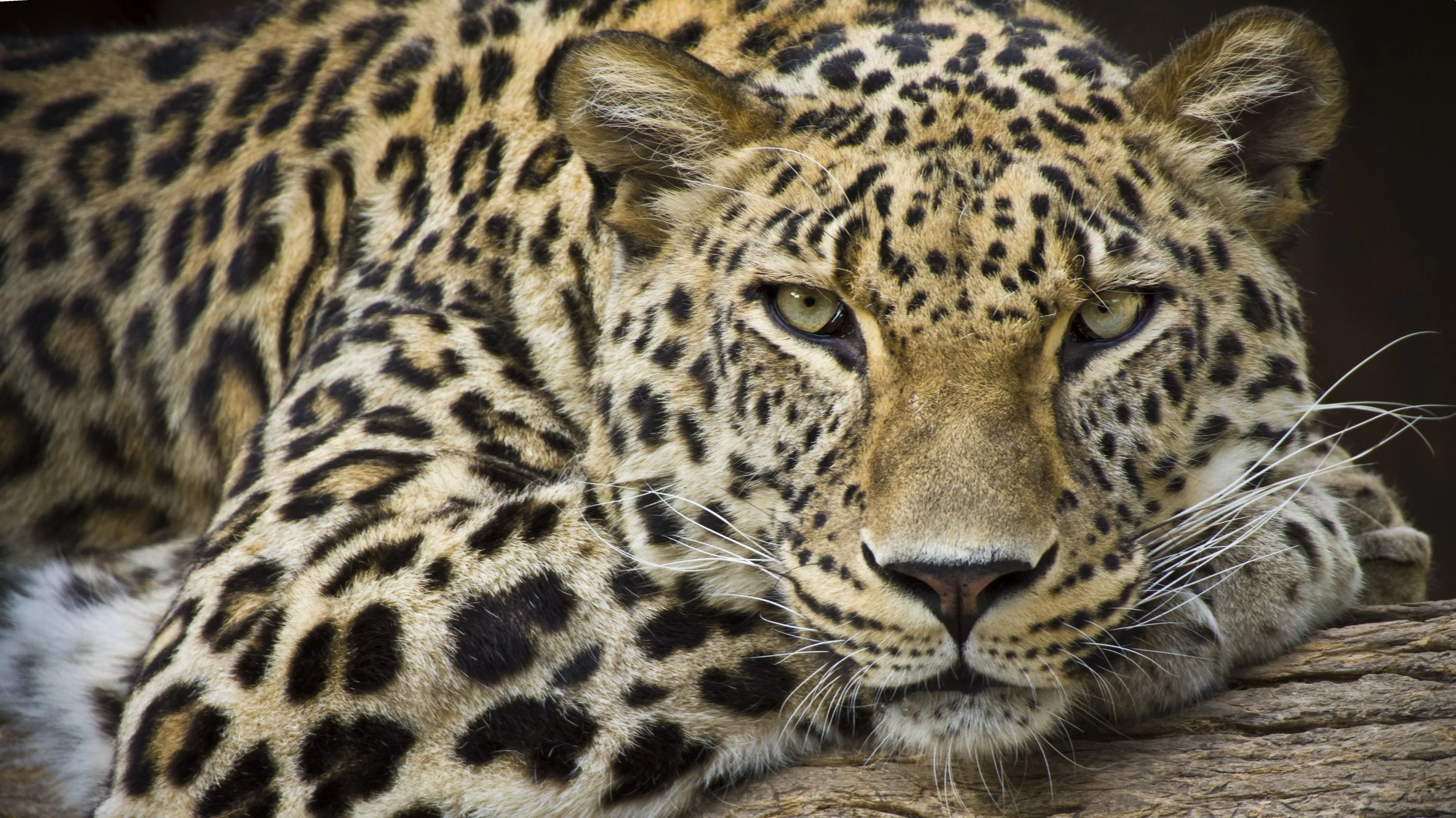 Extreme Close Up Face View of Leopard HD Desktop Wallpaper