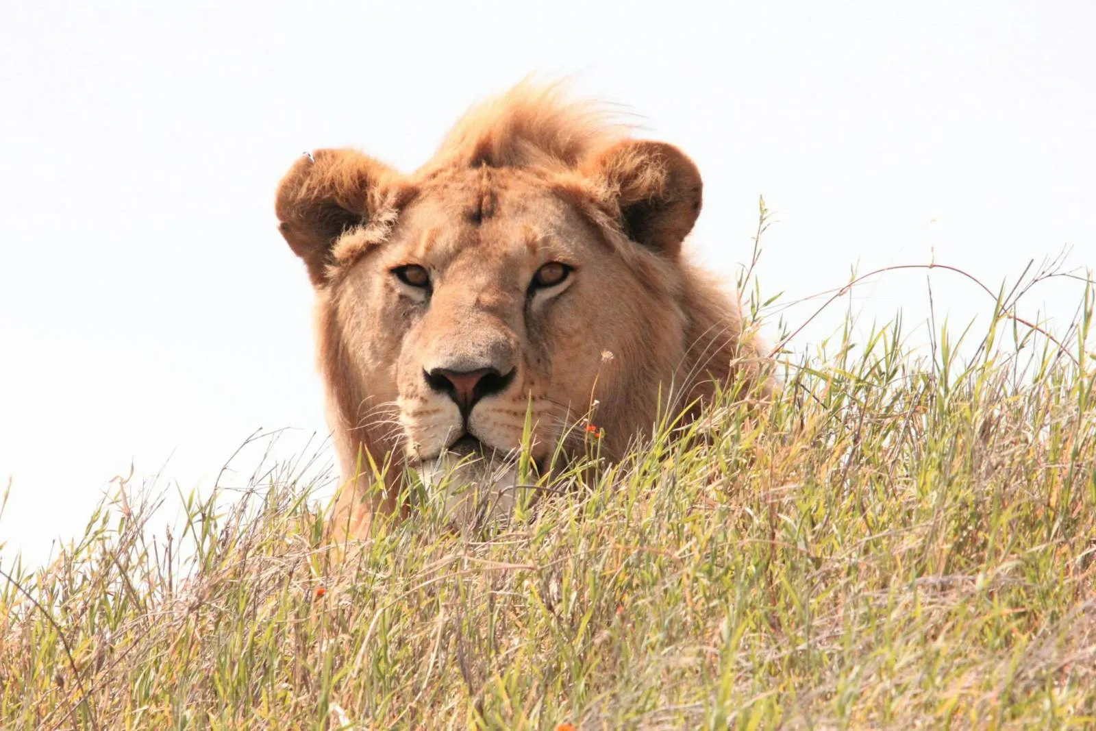 Extreme Close View of Lion Watching From Grass Wallpaper