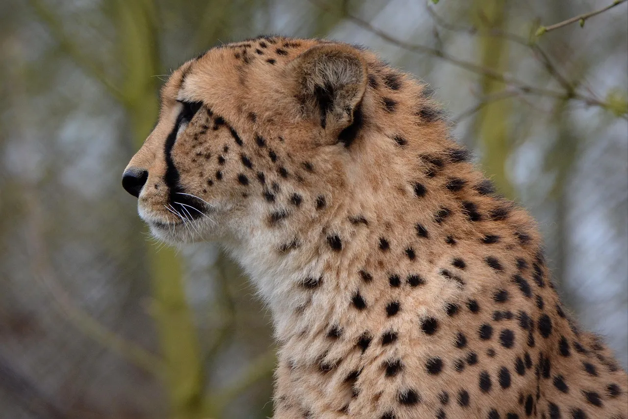 Face Side View of Cheetah the Wild Predator HD Wallpaper